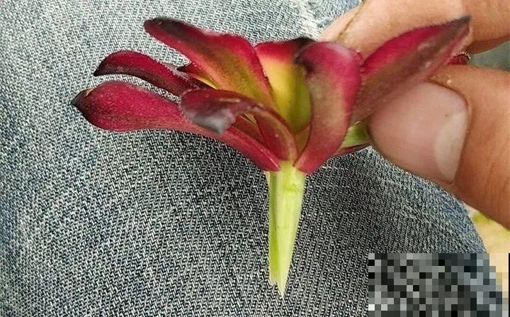 2种花组合起来养护，开花更多，满盆都是花