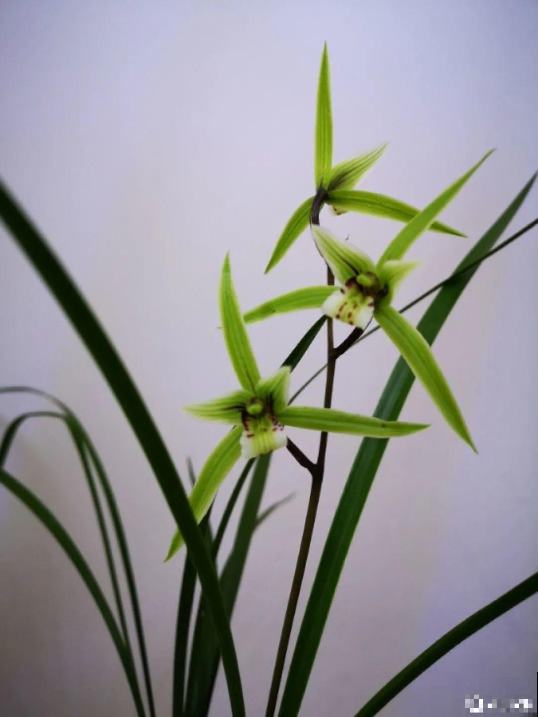 天冷开花的兰花,一共有6种,有香味、特好看! 天冷开花的兰花,一共有6种,有香味、特好看!