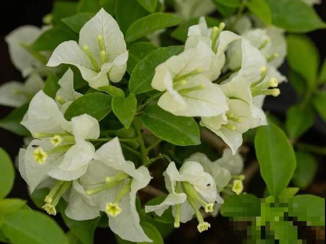 十月养这花,撸叶子、少浇水,10天冒出大花苞! 十月养这花,撸叶子、少浇水,10天冒出大花苞!