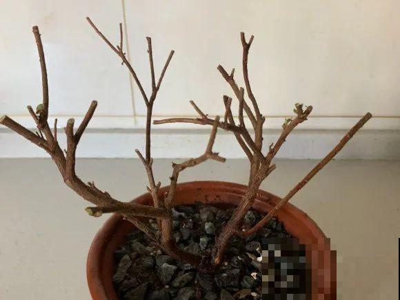 离家半个月，回来花全死了，别扔，还有救！