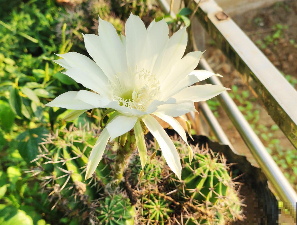 仙人球不开花？催花方法很多，做好这4点即可！