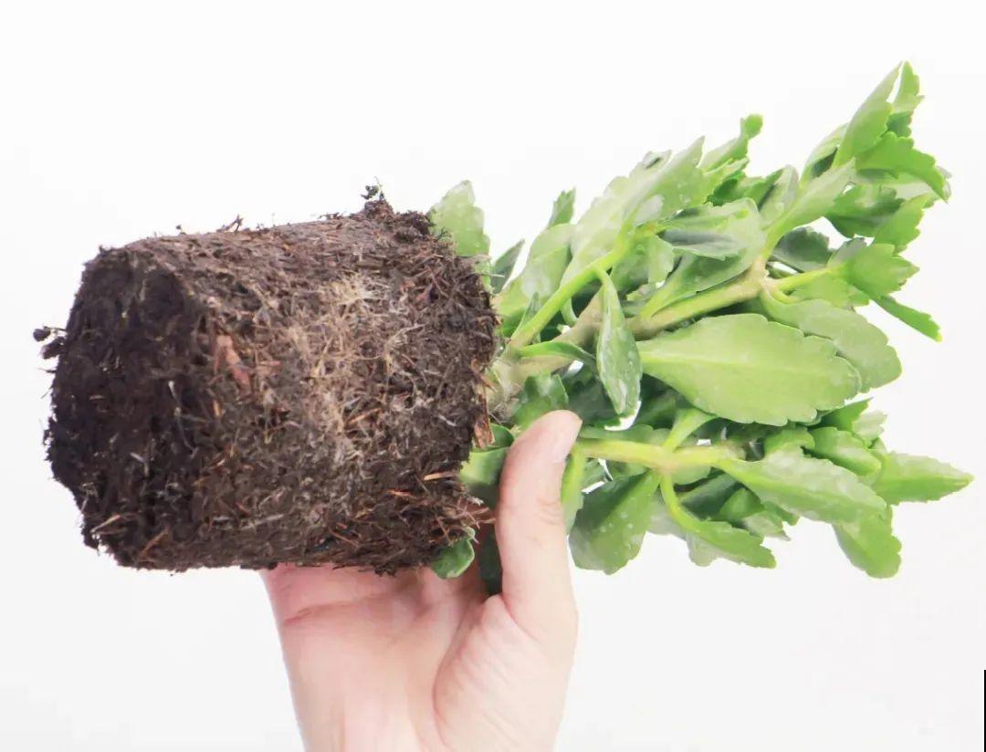 长寿花变异了,开花长这样,邻居天天过来看! 长寿花变异了,开花长这样,邻居天天过来看!