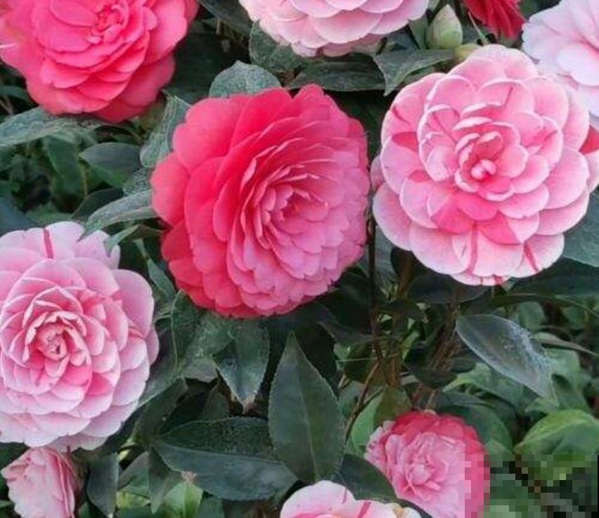 茶花五色赤丹，一花五色，花大如碗！