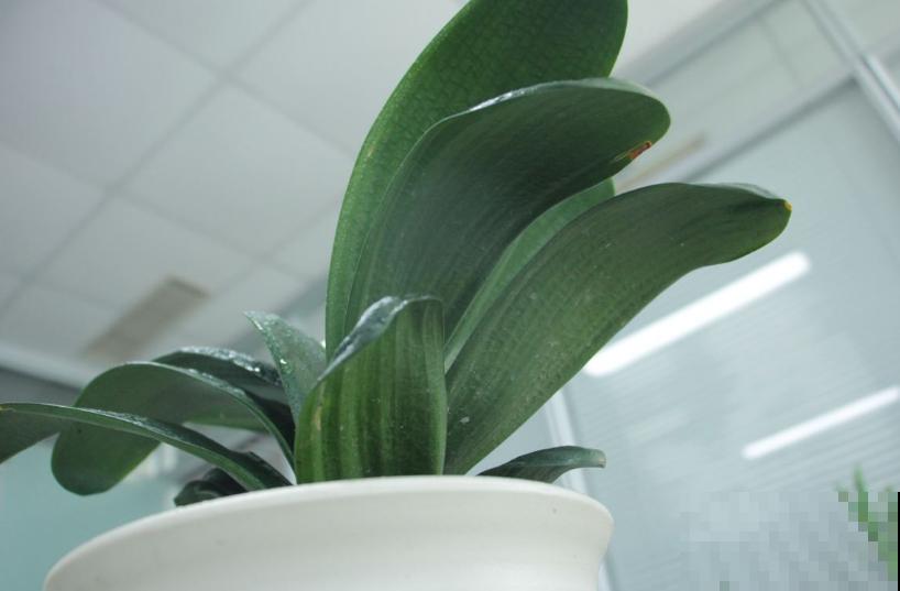 买君子兰水太深，掌握这些标准，一眼判断品质好坏！