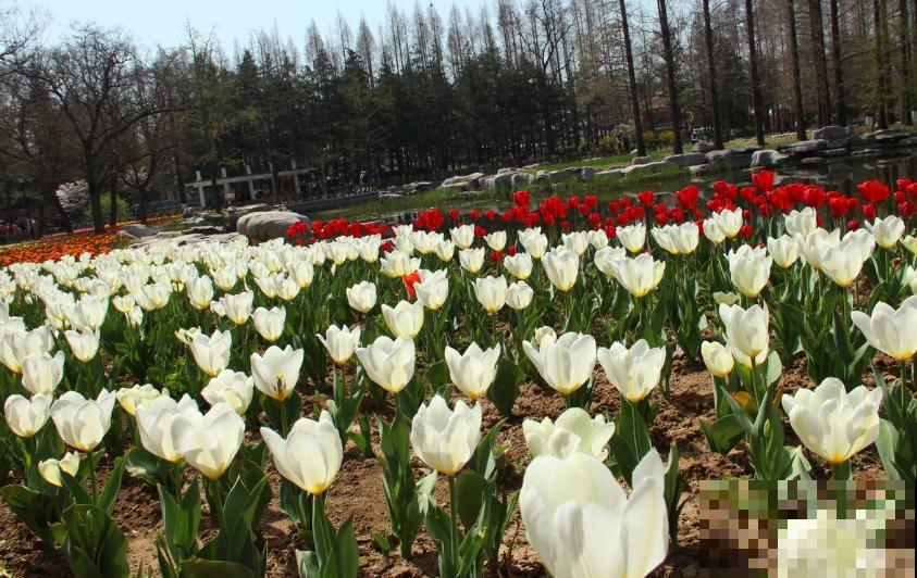 郁金香，大气又可爱，闻多了会“上头”！