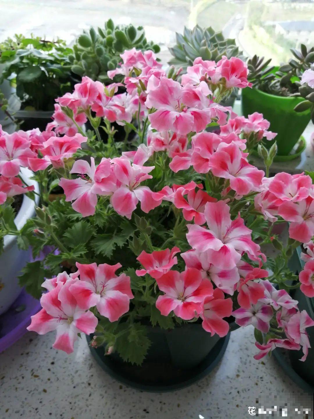南方花友请注意，这几种花先别买，买回家就挂！
