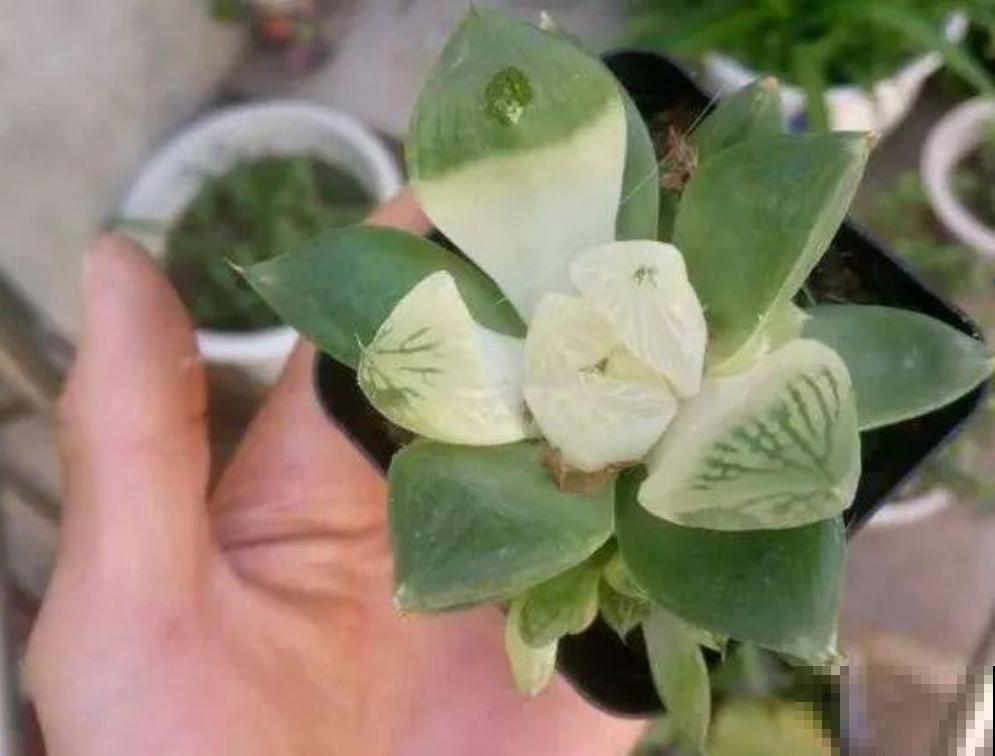 天然的玉露特美，叶子通透似玉，甩抹药的十条街！