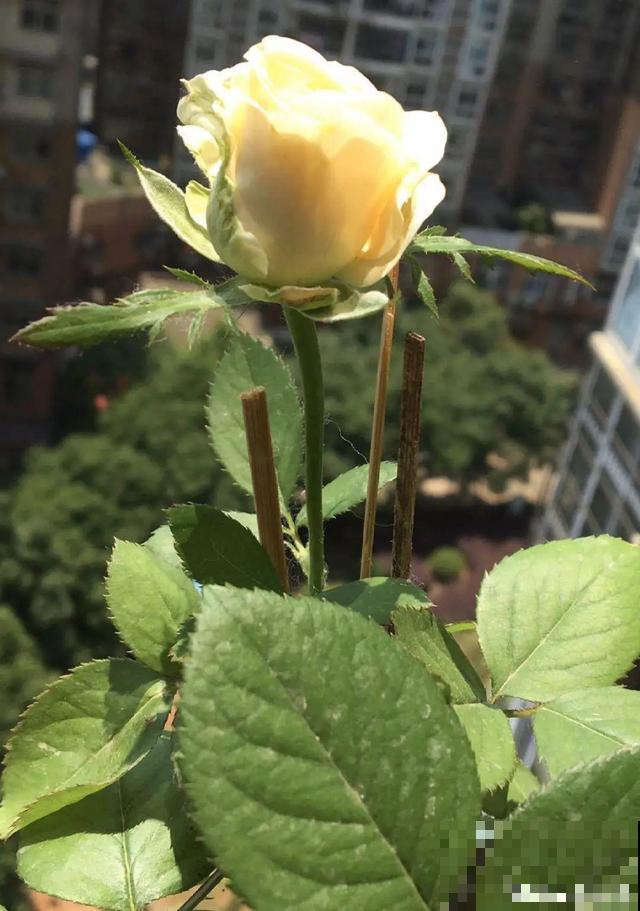 不长叶不长枝的花别买，都是骗人的，养不活浪费钱