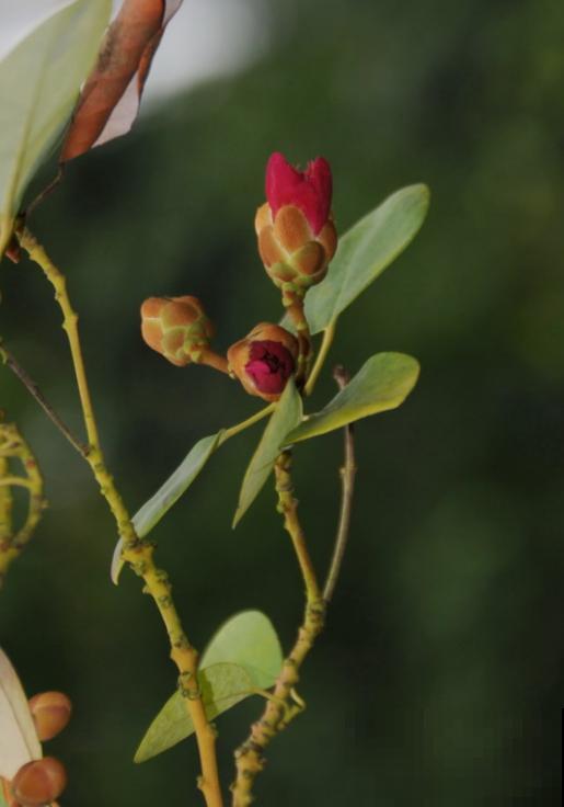 院里种棵红花荷，花大如盏，红彤彤的特喜庆！