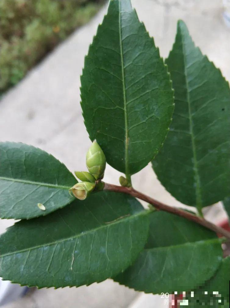 蟹爪兰冒了100个花苞，被她剪了70个，心疼！