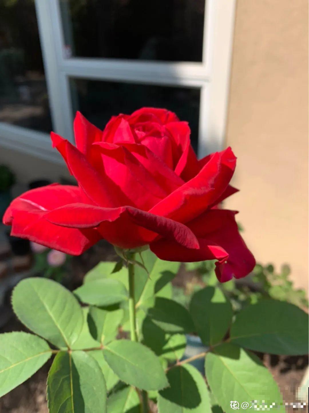 养花也别特迷信，好看的花都不能养，郁闷！