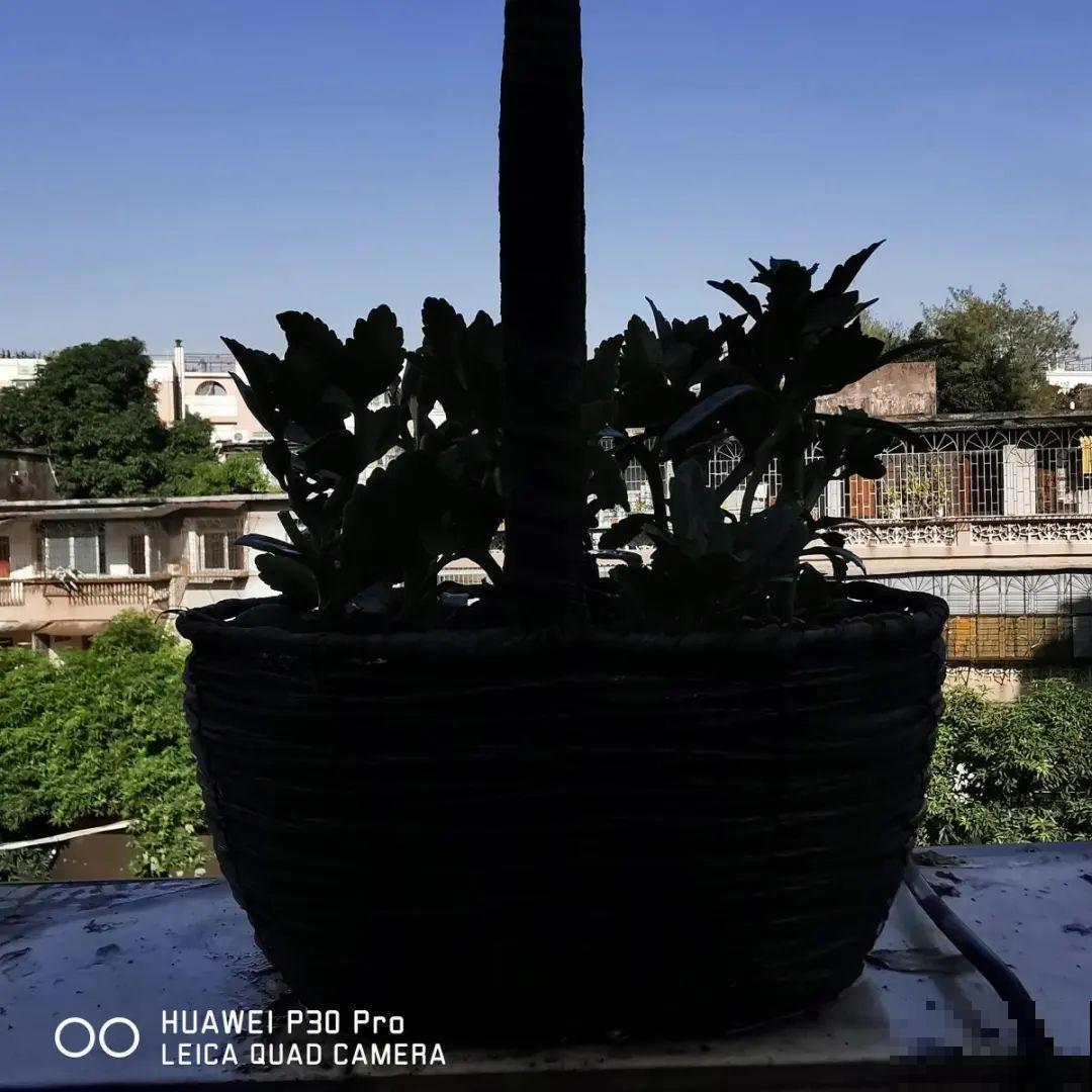 长寿花枝叶茂盛，就是不长花苞，到底怎么回事？