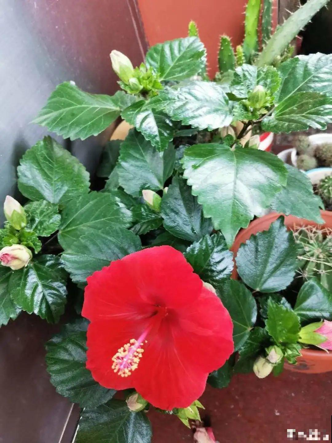 不同花卉耐寒程度不同,要根据品种来养护 不同花卉耐寒程度不同,要根据品种来养护