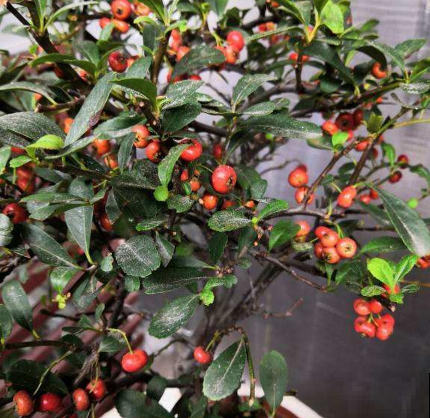 火棘盆景好制作，剪根枝条就能行，零成本，高回报！