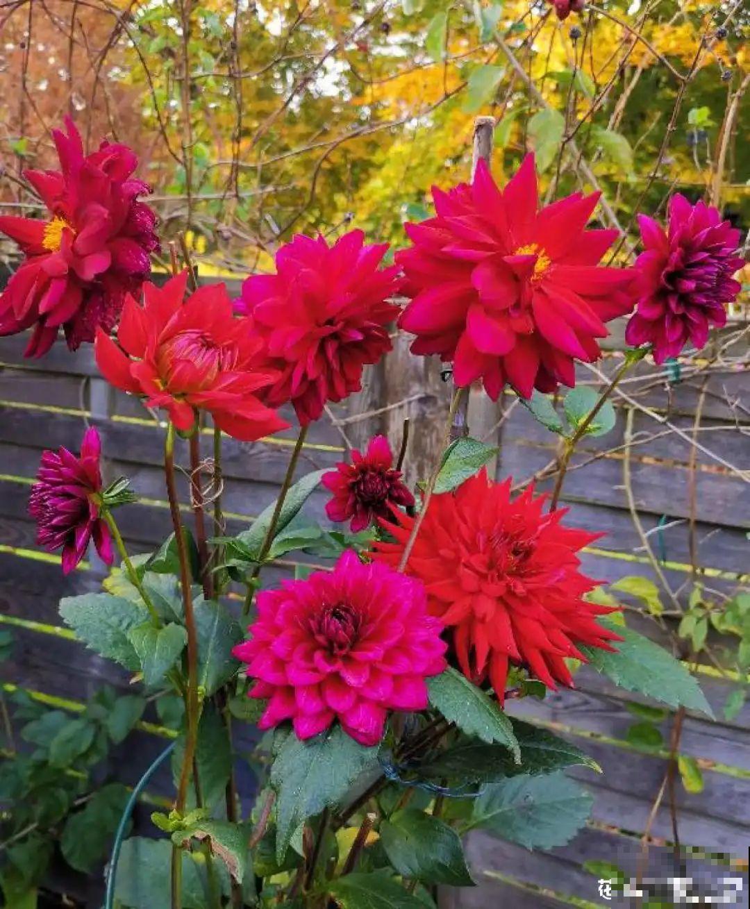 7种花冬天要休眠，看着好像枯死了，千万别丢掉