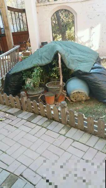 立冬了，给花裹上报纸，冬天再也冻不死！