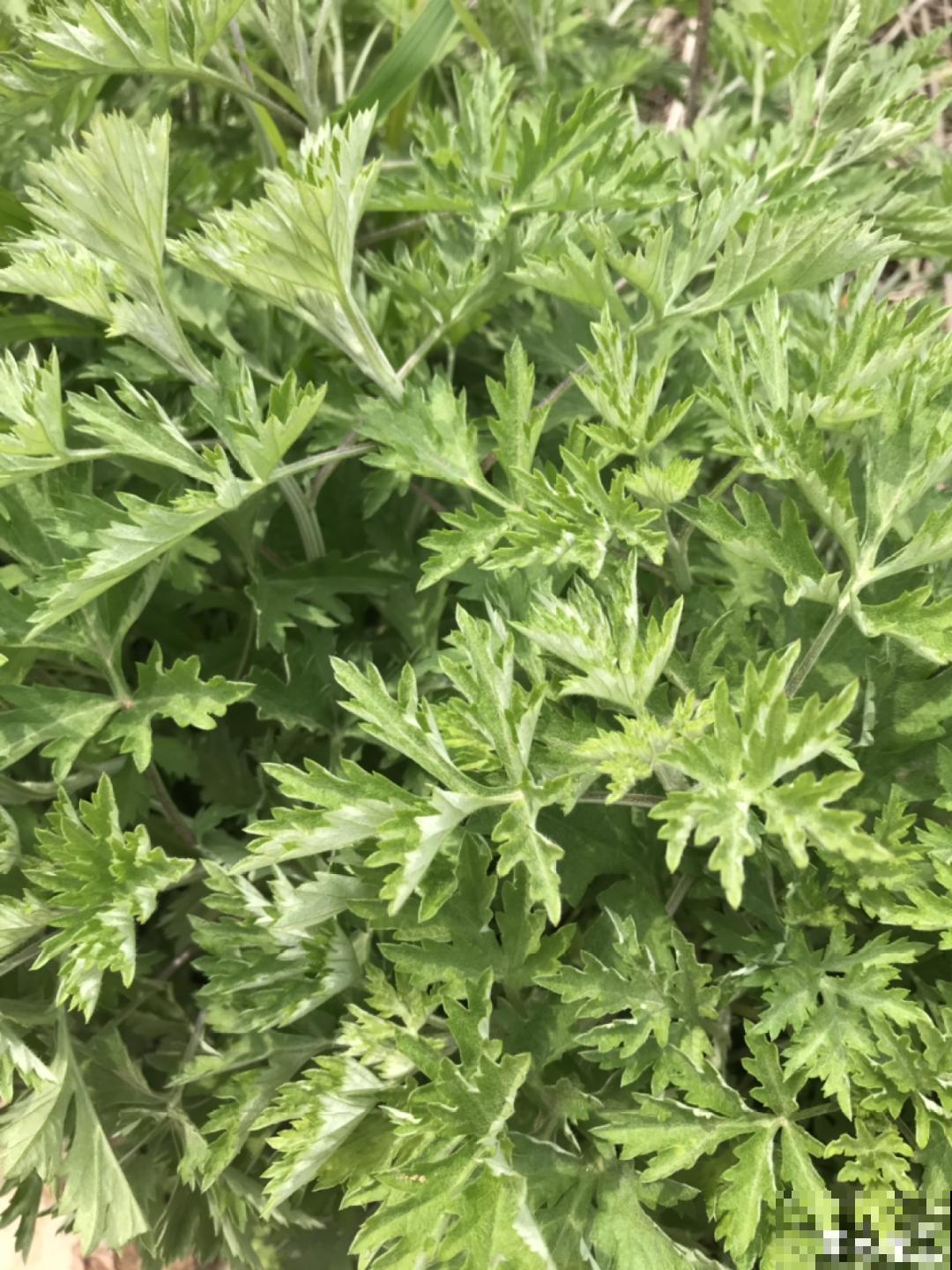 50种小时候常见的野草，现在几乎见不到了