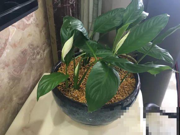 秋天降温快，家里养这9种花，要赶紧搬进屋了