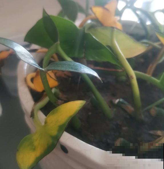 3种花不能总浇水，浇水越多越坏事，快停下来！