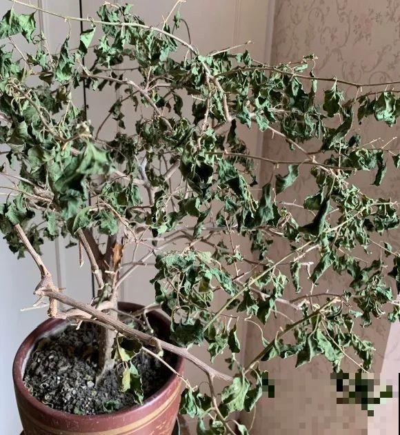 离家半个月，回来花全死了，别扔，还有救！