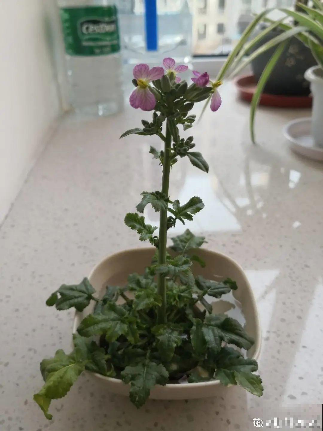 人参萝卜开花了,我种的花,都是这么奇奇怪怪! 人参萝卜开花了,我种的花,都是这么奇奇怪怪!