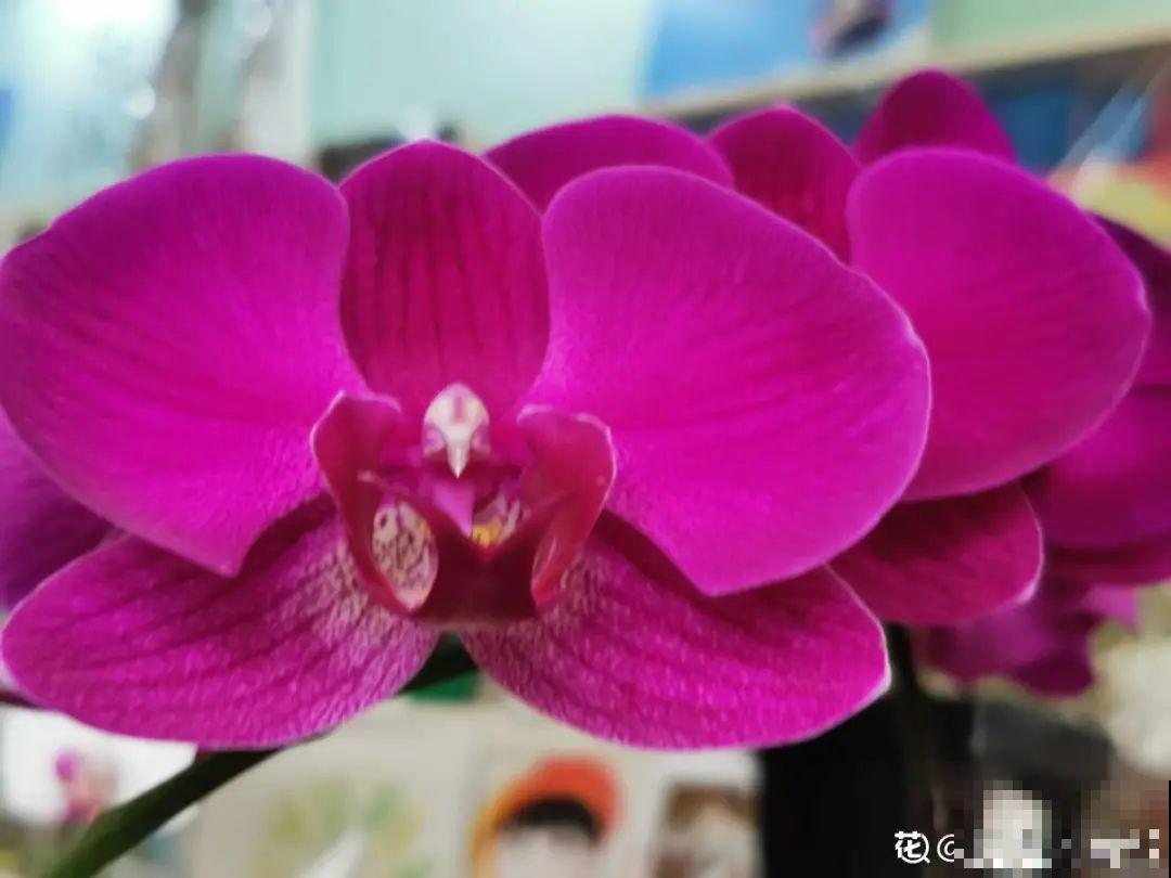 你在哪个城市，最适合养的花就是它！