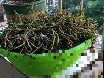 特欠剪的花,越剪越好看,花开不断! 特欠剪的花,越剪越好看,花开不断!