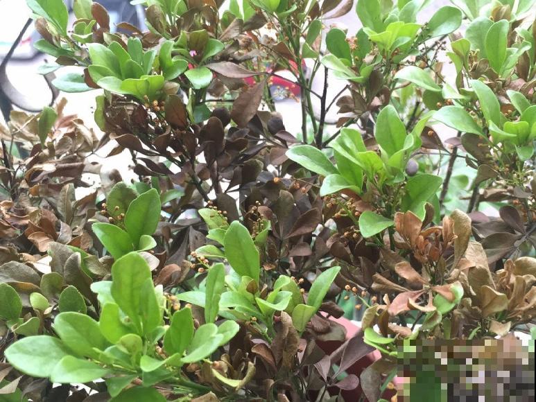 秋天降温快，家里养这9种花，要赶紧搬进屋了