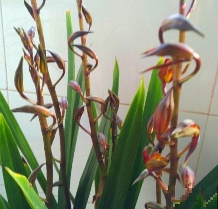 墨兰不好养,掌握5个小窍门,叶茂花繁! 墨兰不好养,掌握5个小窍门,叶茂花繁!