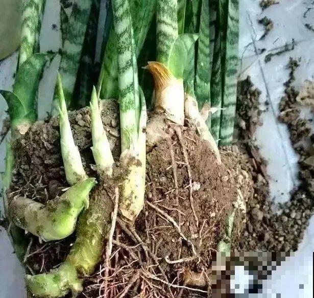 花上长了这个,再不换盆,就要憋死了! 花上长了这个,再不换盆,就要憋死了!