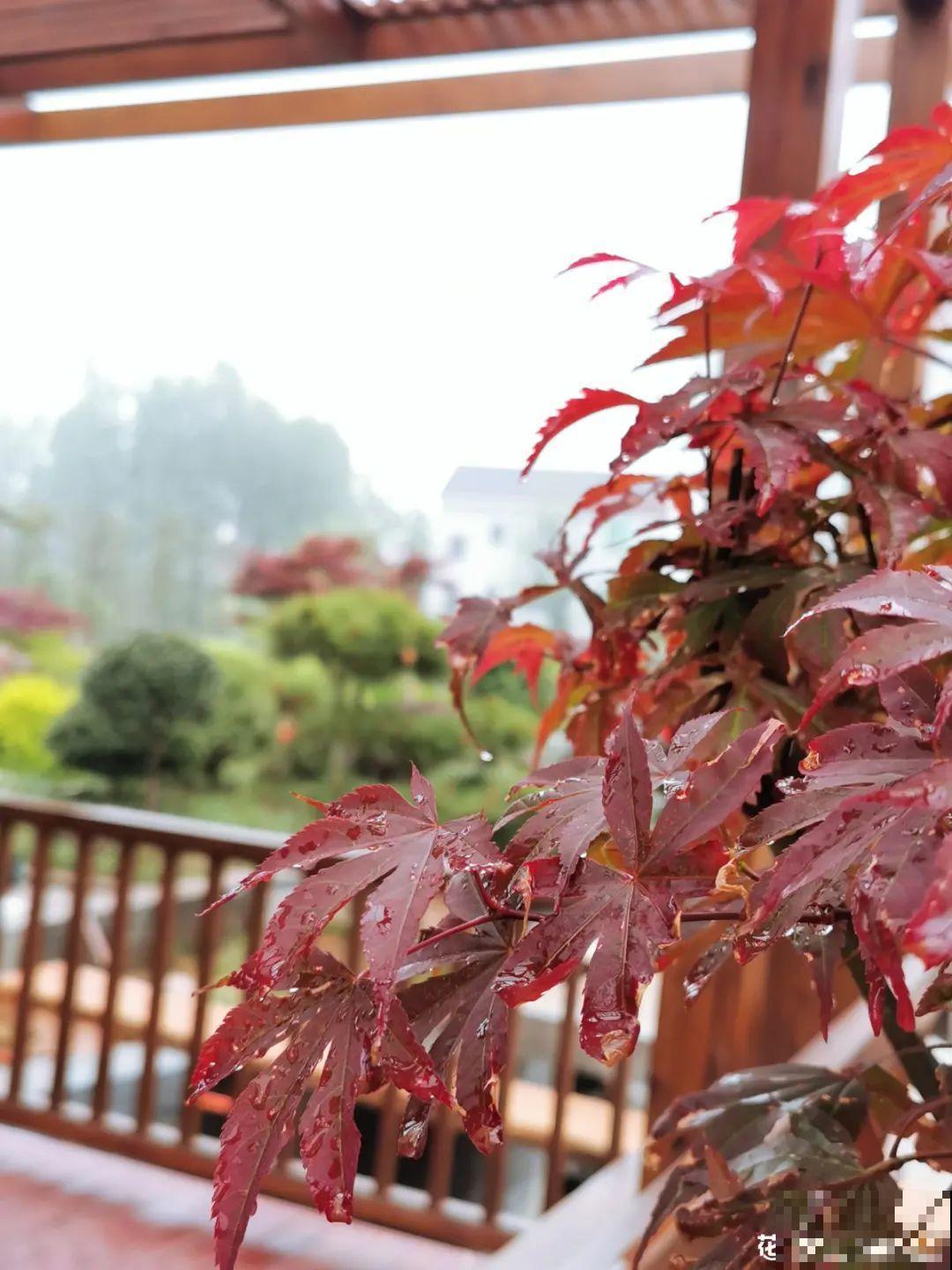 南方花友请注意，这几种花先别买，买回家就挂！