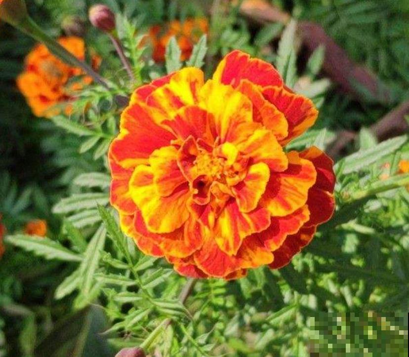 新手可养孔雀草,省心好养活,栽土里就长! 新手可养孔雀草,省心好养活,栽土里就长!