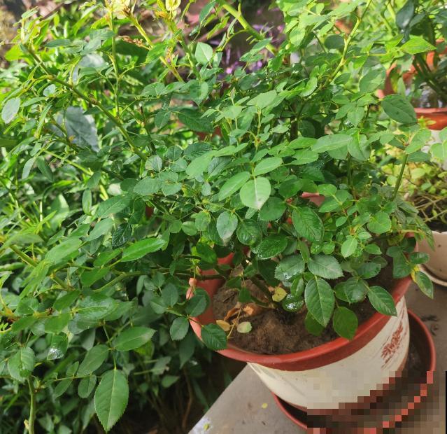 月季开花多与少,全看秋冬会不会养,2个工作要做好! 月季开花多与少,全看秋冬会不会养,2个工作要做好!