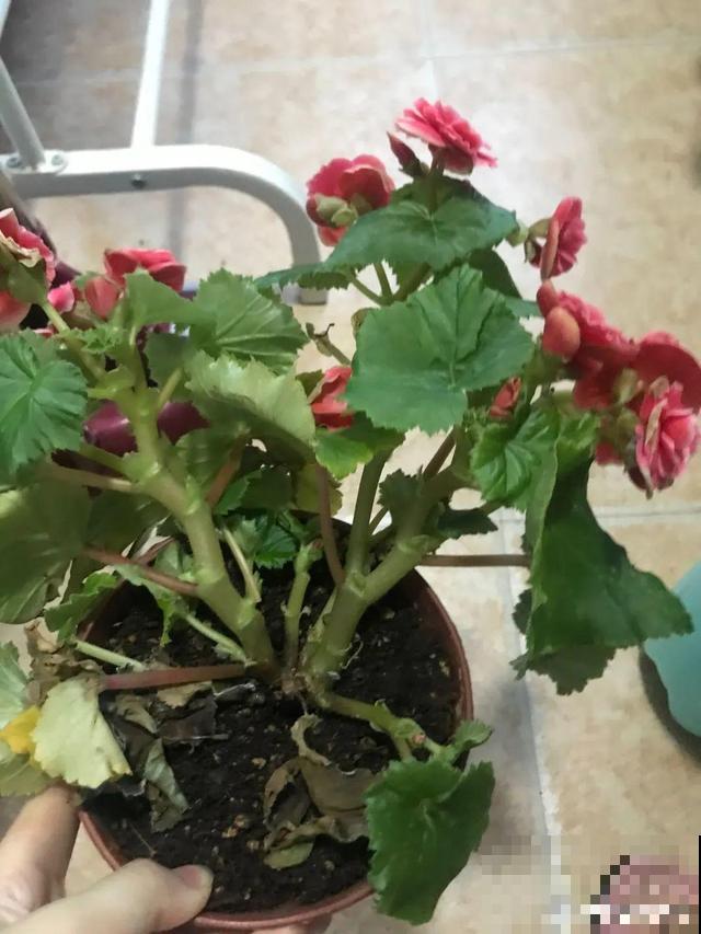 这花最娇气，叶子一喷水，立马就烂了！