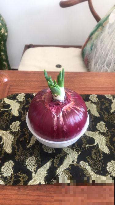 5种蔬菜头别丢掉，清水里一搁，呼呼长出翠绿芽