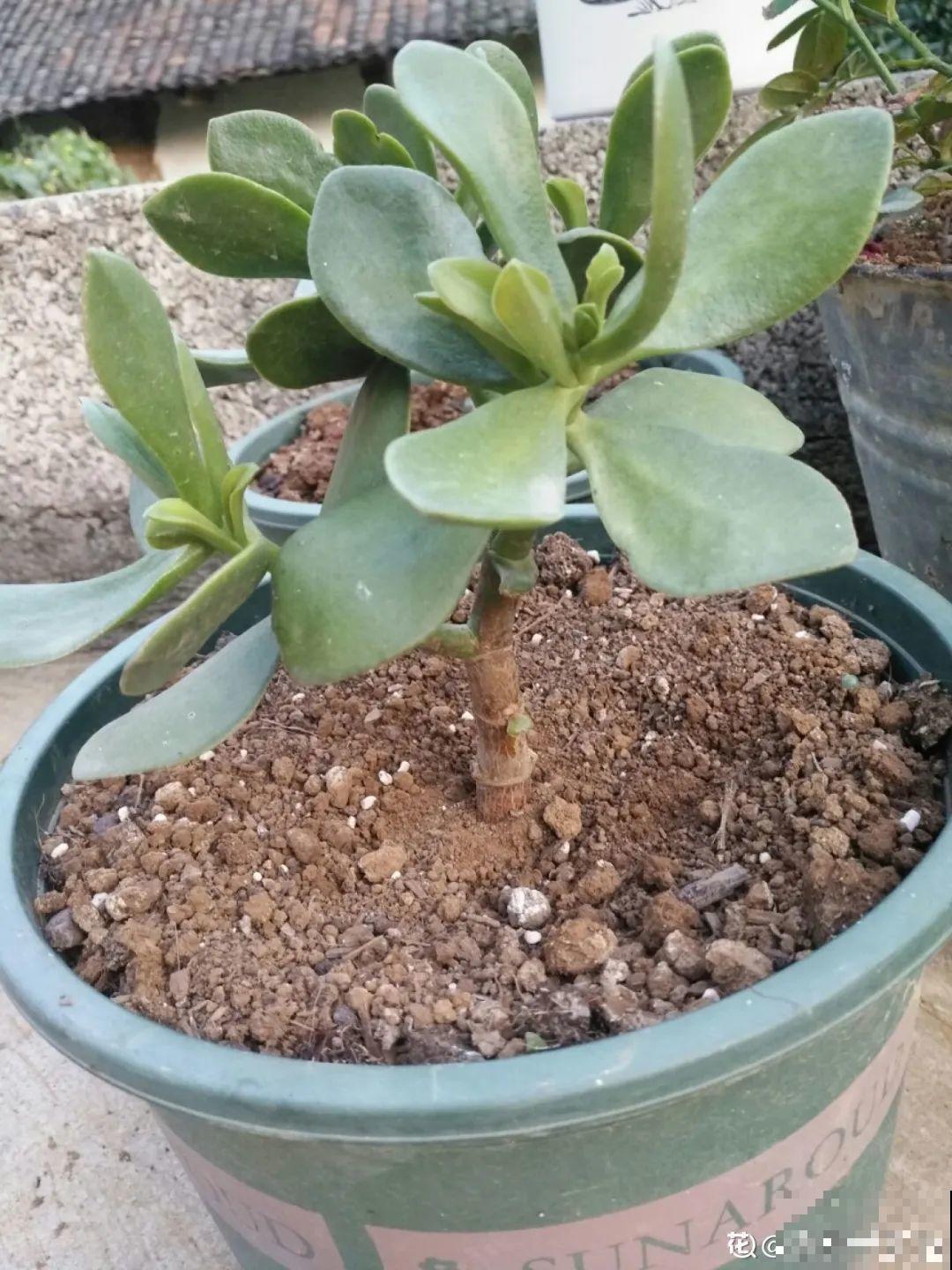 盆土表面长白霜，要赶紧清理，不然花都死了