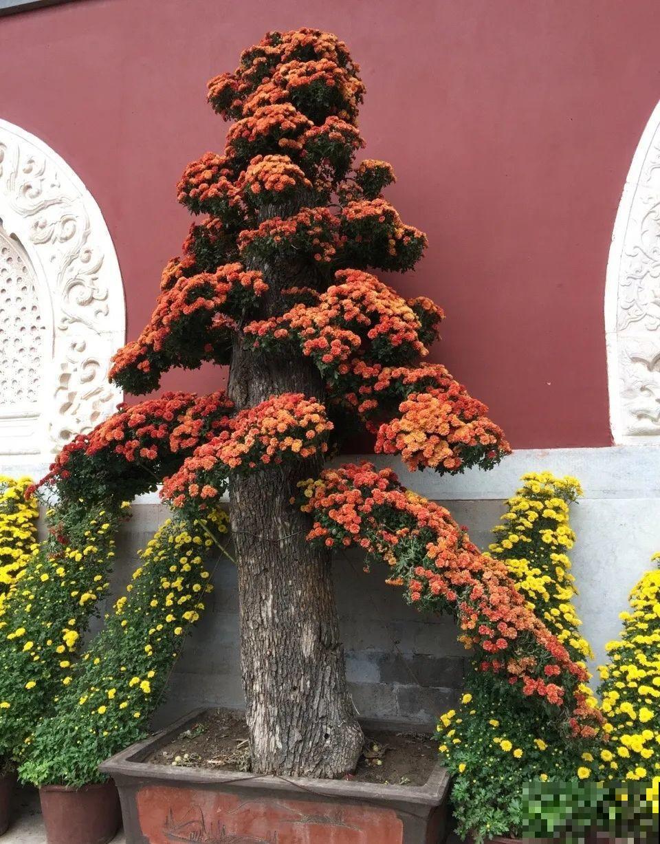 最大的长寿老桩,7年时间,养成盆景! 最大的长寿老桩,7年时间,养成盆景!