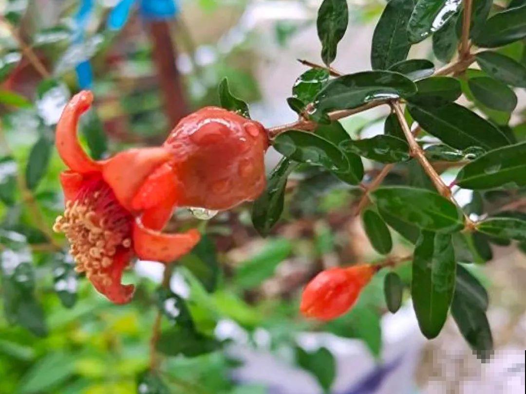 你在哪个城市，最适合养的花就是它！