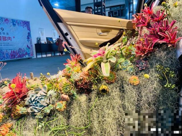 花展上价值好几万的花，看一眼就震撼，太漂亮