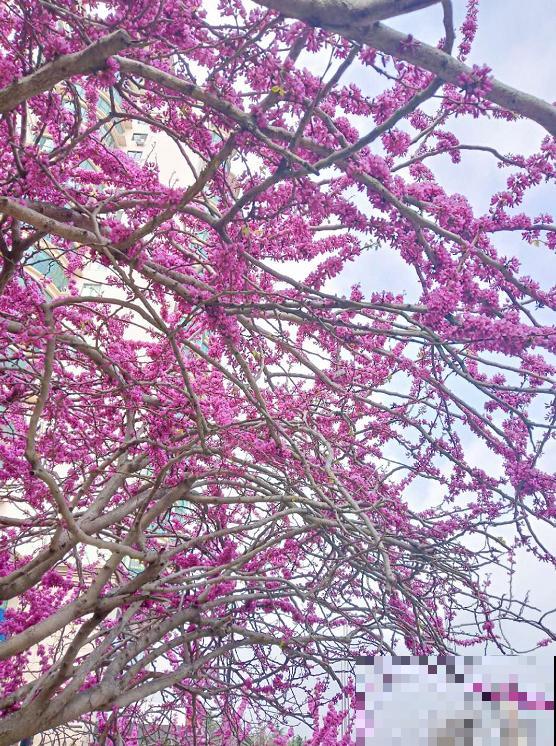 适合地栽养的花木，只要种一棵，年年有花赏！