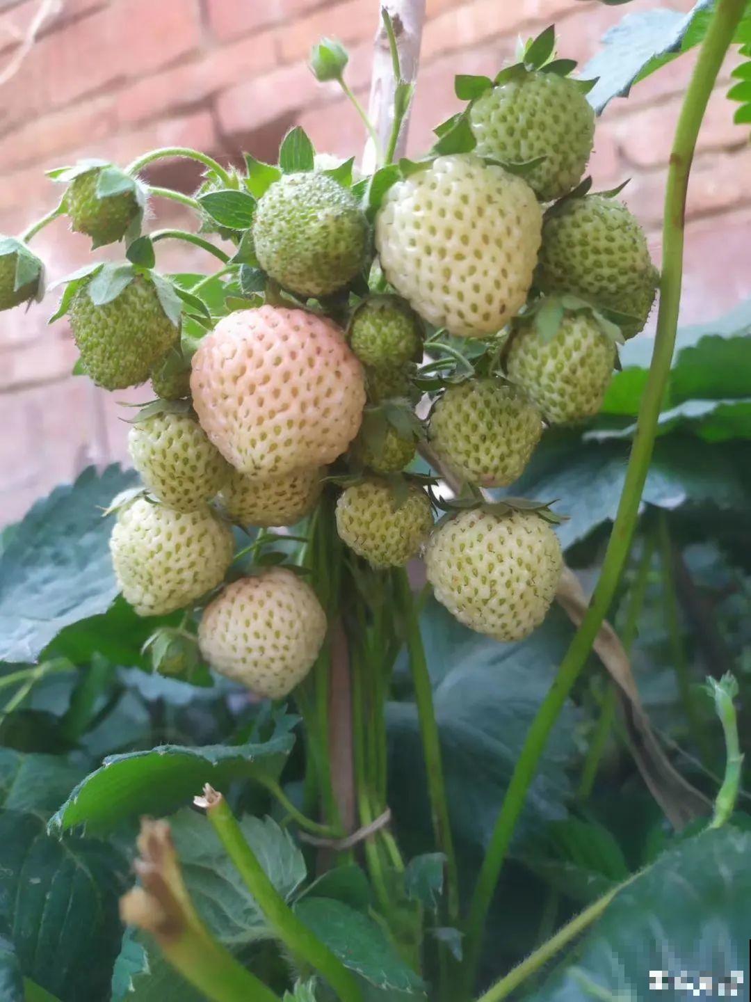 秋天养盆草莓，很快就开花，还能结果子