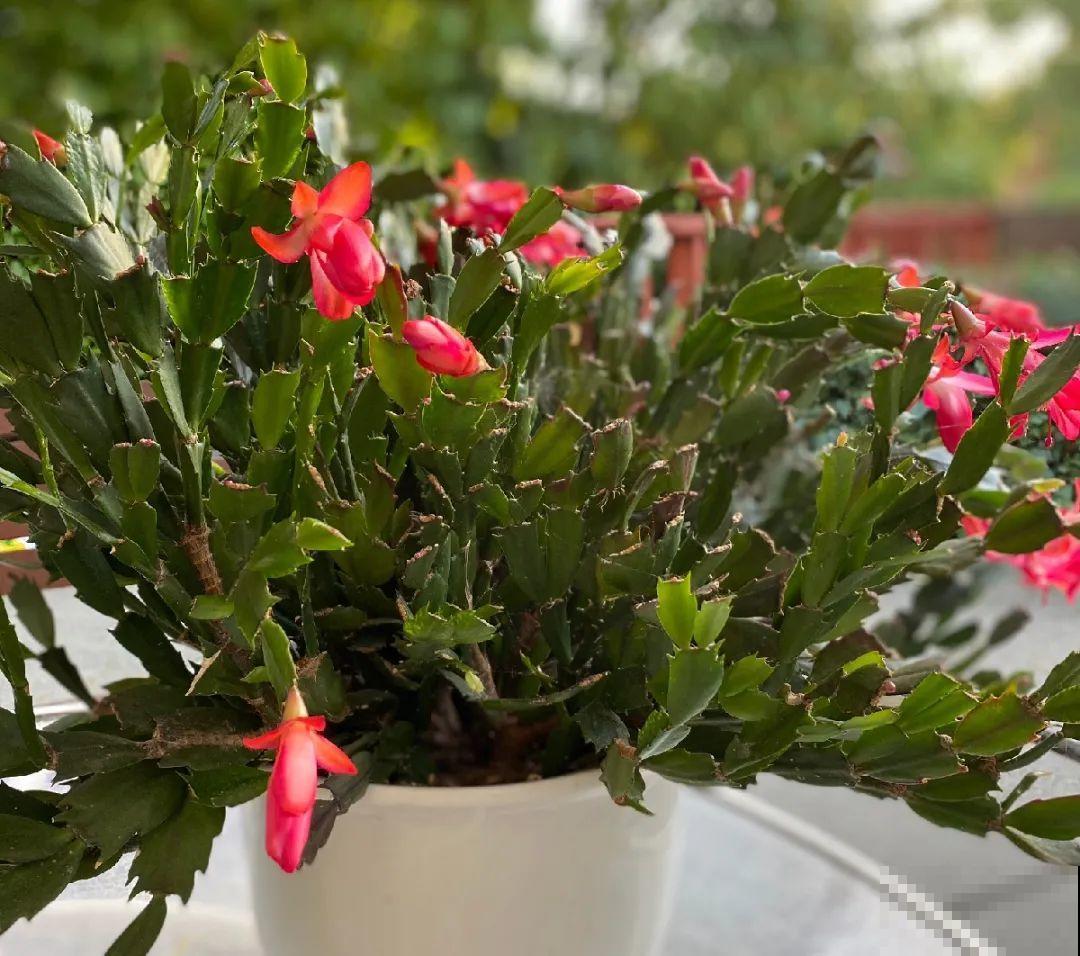 现在养蟹爪兰，1片叶子冒8朵花，下个月全开了！