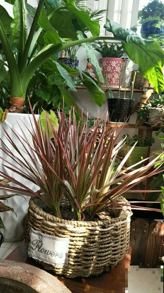 9种叶子花比花还美,叶子像油画,还特耐阴! 9种叶子花比花还美,叶子像油画,还特耐阴!