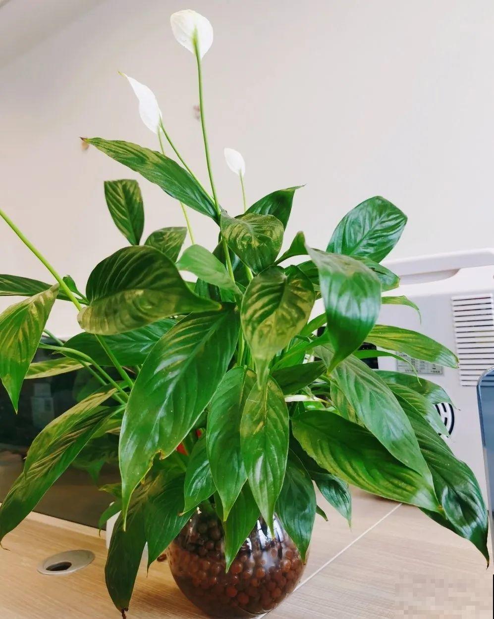 6种花水培更好，方便还干净，开花一串串