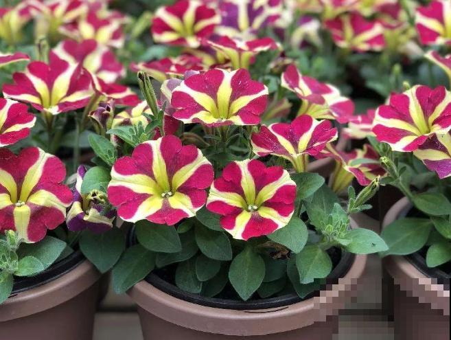 家里养盆矮牵牛，狠心掐一掐，开花更易爆盆