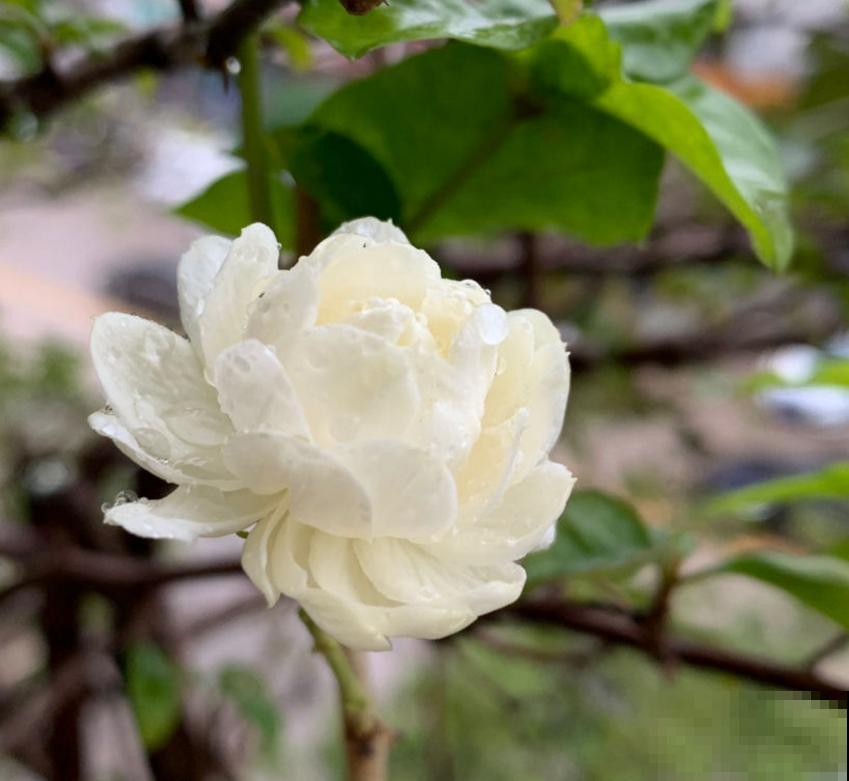 虎头茉莉太霸气,花多大,味道香,茉莉圈里称霸王! 虎头茉莉太霸气,花多大,味道香,茉莉圈里称霸王!