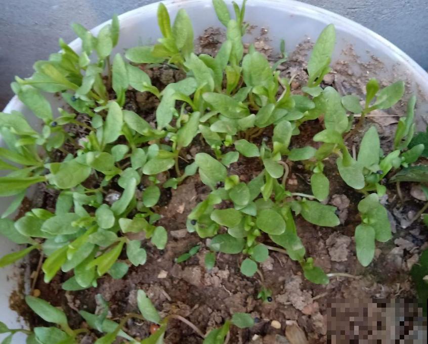 秋冬阳台种菠菜,抗寒又好养,改善伙食种一波儿! 秋冬阳台种菠菜,抗寒又好养,改善伙食种一波儿!