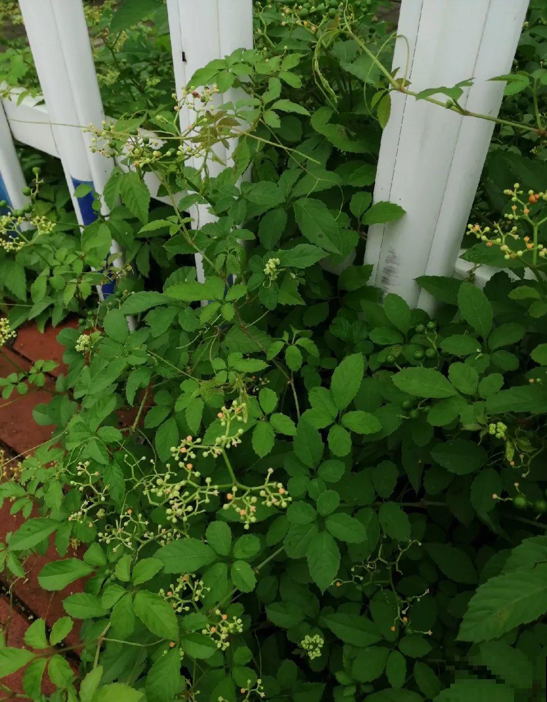 救命！入侵植物爬进院子，三年都杀不完！