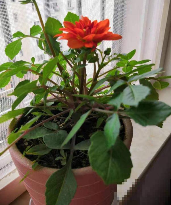“迷你版”大丽花，花盆里也能栽，摆在阳台特好看！