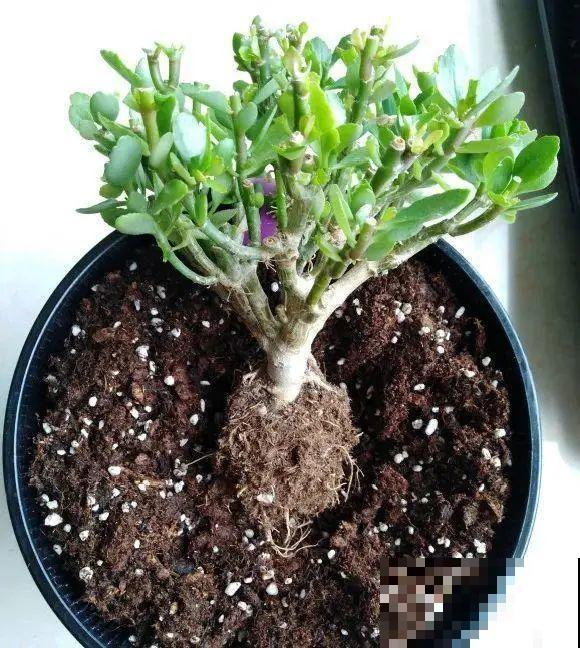 小盆养花好，大盆养花死，真准！